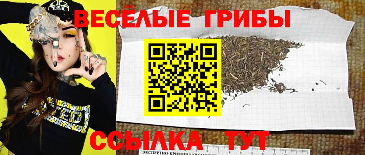 Псилоцибиновые грибы Psilocybine cubensis Старая Купавна